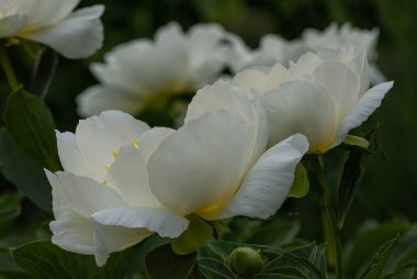 Close-up of  white peony blossoms in full bloom - paeonia