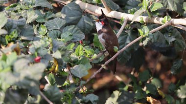A beautiful Red-whiskered bulbul singing while perched on a tree branch