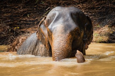 Asya filine yakın çekim, Elephas Maximus nehirde banyo yapıyor..