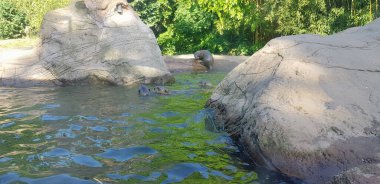 Göldeki dev su samuru Pteronura brasiliensisin Latince.