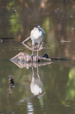 Avustralya beyaz aynaklarının dikey görüntüsü, su yüzeyindeki Threskiornis molucca..
