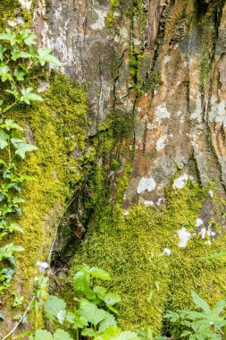 Sarmaşık ile yosunlu ağaç yakın görüntüsü