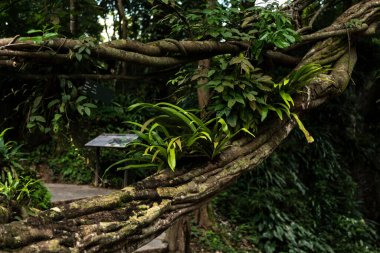 Bir ormandaki tropik ağaç ve bitkilerin kök ve gövdelerinin manzarası.
