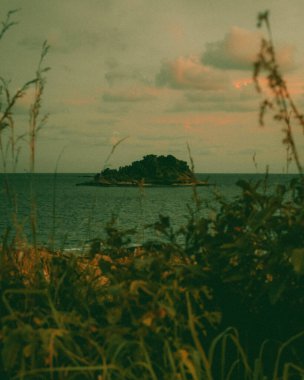 Deniz manzarasının arka planında bitkilerin dikey görüntüsü.