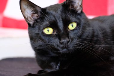 A closeup shot of a Bombay cat on the blurry background
