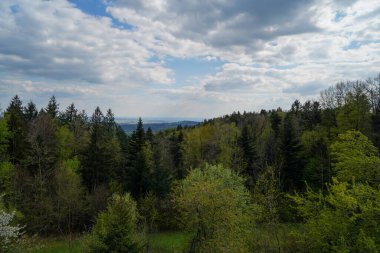Baharda Bavyera Ormanı Taze yeşillik ve çiçek açan ağaçlarla