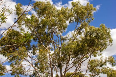 Mavi bulutlu arka planda Limon kokulu sakız ağacının alçak açılı görüntüsü