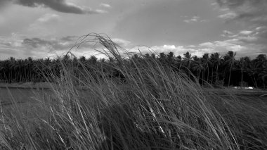 An eerie scenery of a wheat field under the cloudy sky in grayscale