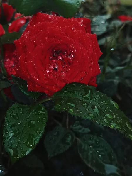 Vertical Shot Dewdrops Red Rose — Photo