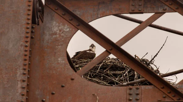 Der Junge Weißkopfseeadler Seinem Nest Auf Der Brücke Haliaeetus Leucocephalus — Stockfoto
