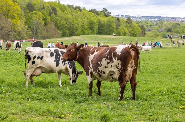 Kuslipp Primavera Kongsgarden Farm Bygdoy Oslo Noruega — Foto de Stock