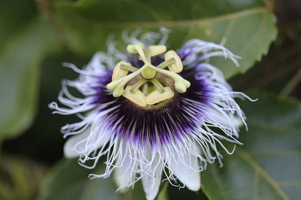 Närbild Bild Blommande Passiflora Edulis Blomma — Stockfoto