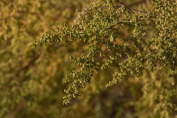 山の野生のアルテミシア アナヌア植物 コルドバ州 アルゼンチン — ストック写真