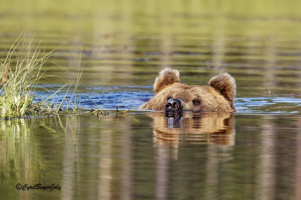 Swims Quite Fast His Imposing Carcass — Stock Photo, Image