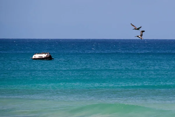 看到海鸟栖息在海面上的金属容器上 与天空相对照 — 图库照片