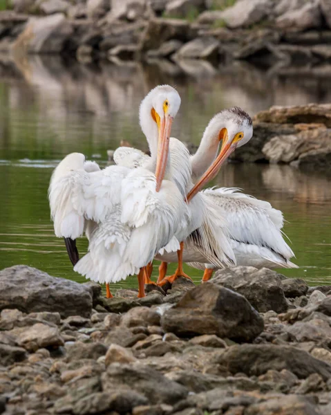 Para Pelikanów Stojąca Skałach Nad Brzegiem Rzeki — Zdjęcie stockowe