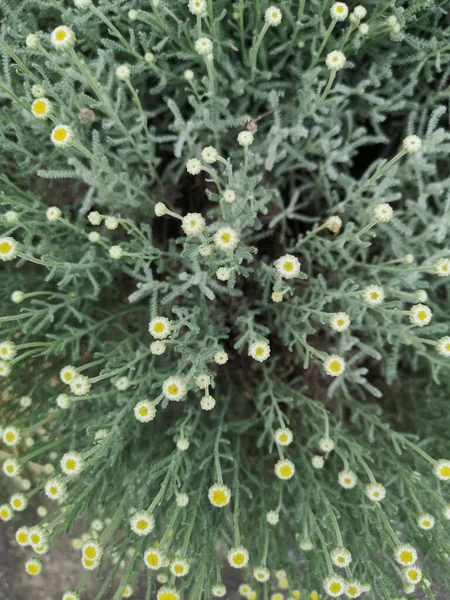 Vertical Shot Cotton Lavender Flower Buds — Stock Photo, Image