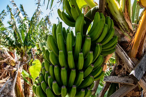Scenic View Green Ripening Bananas Madeira Portugal Sunny Weather — Stock Photo, Image