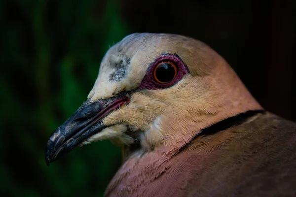 A closeup shot of a common pigeon head