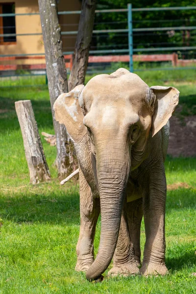 Vertikalt Nærbillede Den Asiatiske Elefant Zoologisk Have Elephas Maximus - Stock-foto