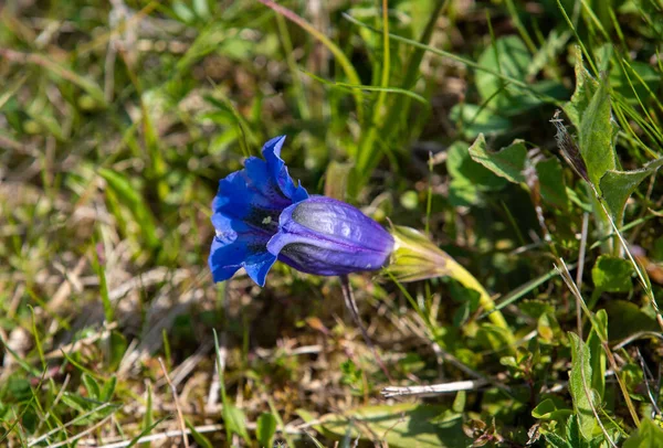 Detailní Záběr Modrý Květ Gentiana Acaulis — Stock fotografie