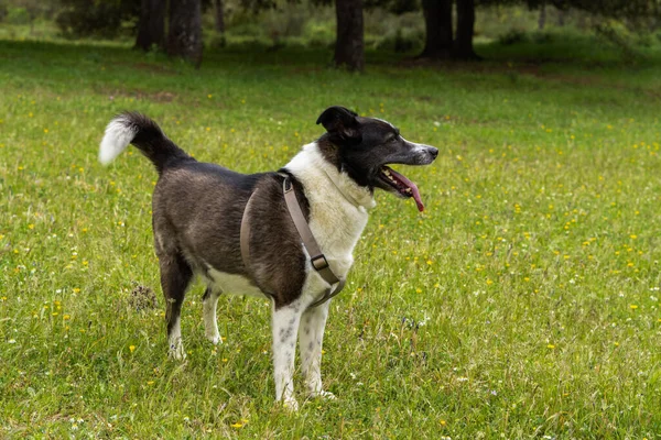 Black White Border Collie Dog Playing Meadow Flowers Sunny Day — Fotografia de Stock