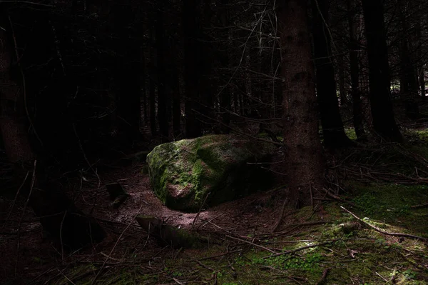 Een Griezelig Bos Met Hoge Groenblijvende Bomen Het Platteland — Stockfoto