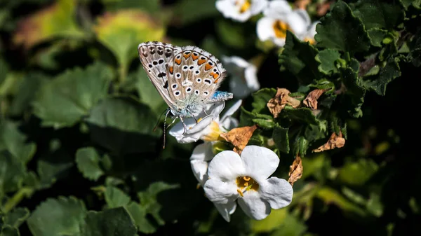 Closeup Shot Orange Brown Butterfly Patterned Wings Flower — Stockfoto