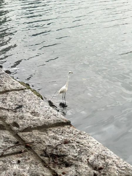 Vertical Shot White Ciconiiforme Bird Standing Water Tiled Shore — Foto de Stock