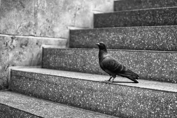 Grayscale Closeup Pigeon Standing Stone Stairs Selected Focus — Zdjęcie stockowe