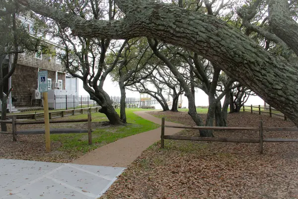 Une Allée Entourée Arbres Dans Parc — Photo