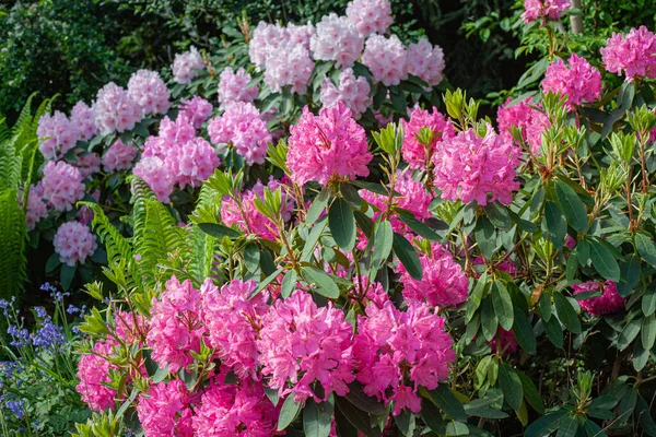 Close Flores Cor Rosa Rhododendron Jardim — Fotografia de Stock