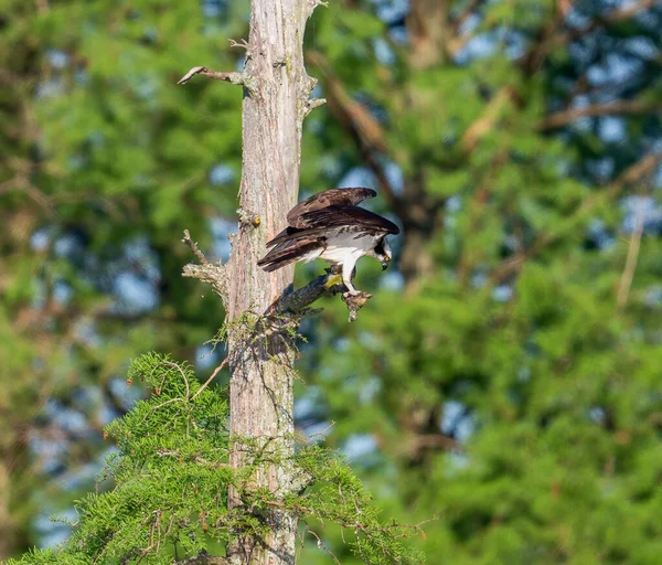 木の上に座っている獲物の美しいショット — ストック写真