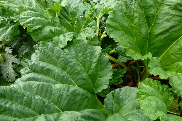 Broad Leaves Rhubarb Growing Edge Allotment — Fotografia de Stock