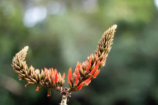 Eine Nahaufnahme Einer Roten Erythrina Kunterbunten Blume Mit Kokons Die — Stockfoto