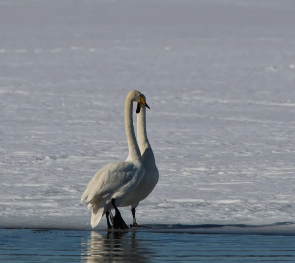 Selective White Swan Couple Snowy Shore — Fotografia de Stock