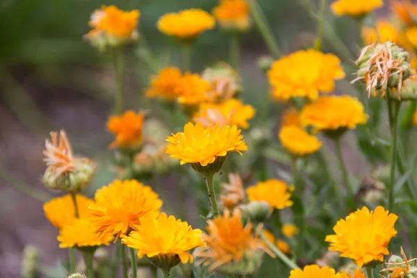 Orange Yellow Marigolds Planted Organic Garden — Stockfoto