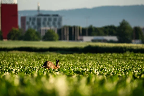 Tarım Alanında Bir Tavşanın Yakın Çekimi — Stok fotoğraf