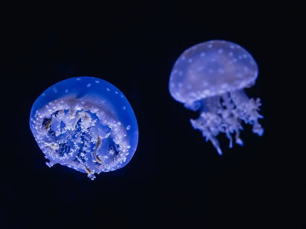 Closeup Beautiful Spotted Jellyfish Mastigias Papua Dark Background — Fotografia de Stock