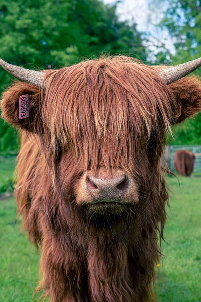一头长头发的可爱的苏格兰高地奶牛在牧场上的垂直画像 — 图库照片