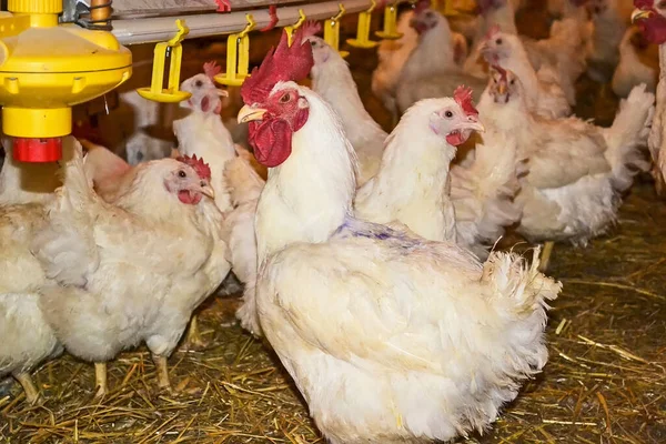 鸡群农场里的一群母鸡和公鸡 — 图库照片