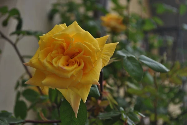 Closeup Shot Yellow Rosa Landora Blooming Garden Daytime Blurred Background — Photo
