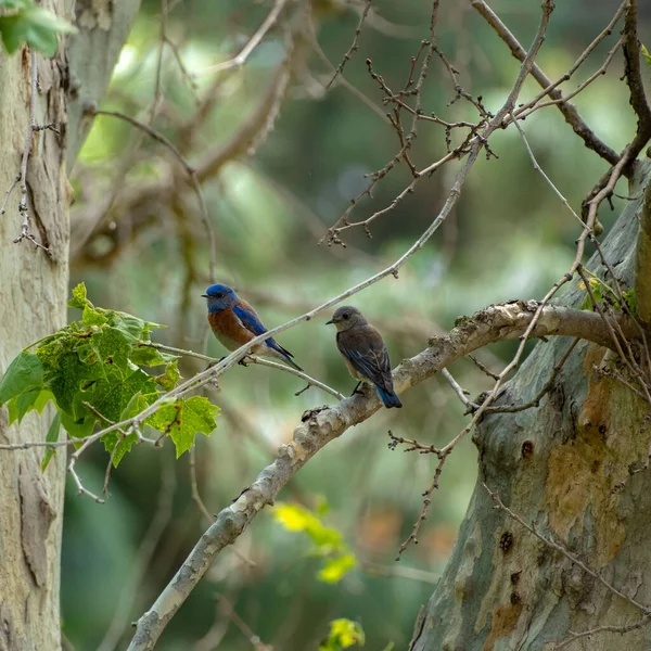 Eine Nahaufnahme Von Winzigen Schönen Vögeln Auf Einem Ast — Stockfoto
