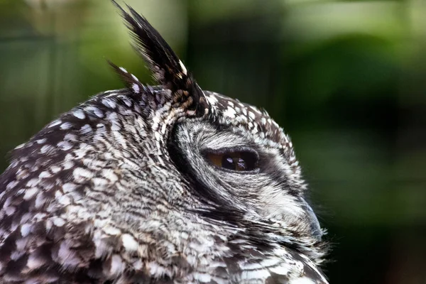Large Gray Brown Owl Bright Yellow Eyes Erect Ear Tufts — Stockfoto