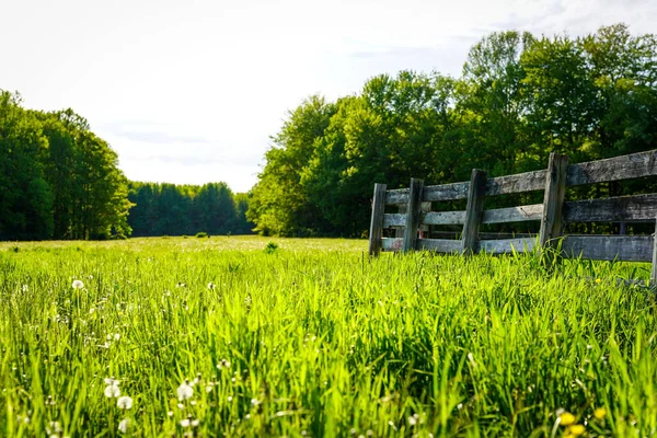 Horse Fence Rural Grass Field —  Fotos de Stock