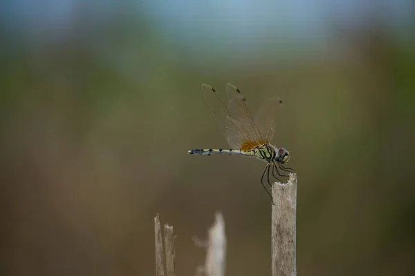 Grasshopper Sits Jute Stick Blue Background — Stock Photo, Image
