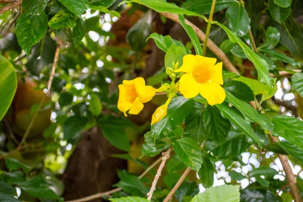 Yellow Flower Named Jasminum Mesnyi Flower Yellow Jasmine Flower —  Fotos de Stock