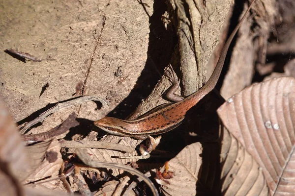 Closeup Shot Seychelles Skink Trachylepis Sechellensis Endemic Seychelles — Stock Photo, Image