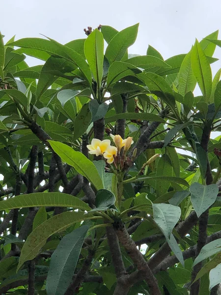 Detailní Záběr Květin Plumeria Parku — Stock fotografie