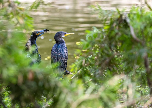 Closeup Couple Double Crested Cormorants Tree Lake Nannopterum Auritum — Stock Photo, Image